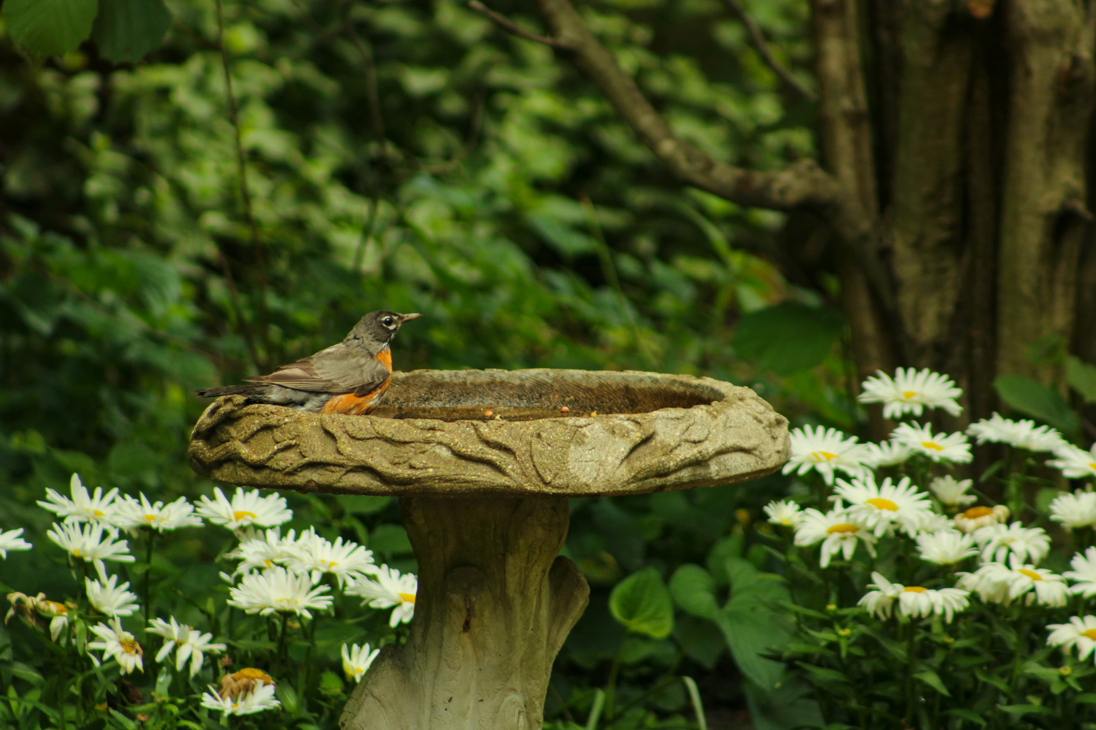 Building a Bird-Friendly Garden