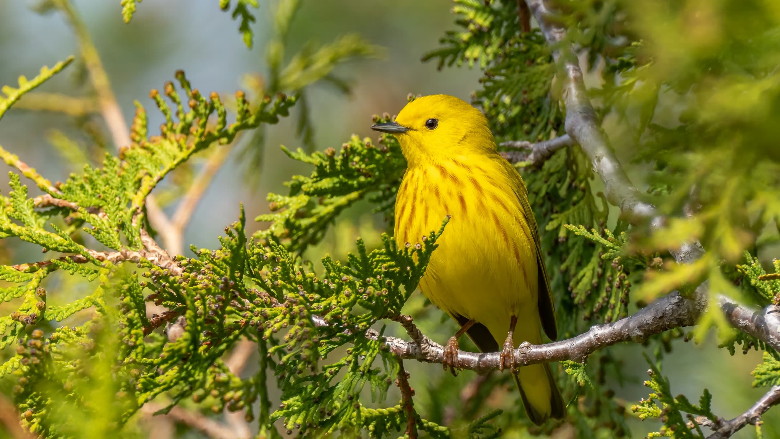 8 Spring Migration Bird Songs You Hear in May (Field Recordings You Can Take Apart)