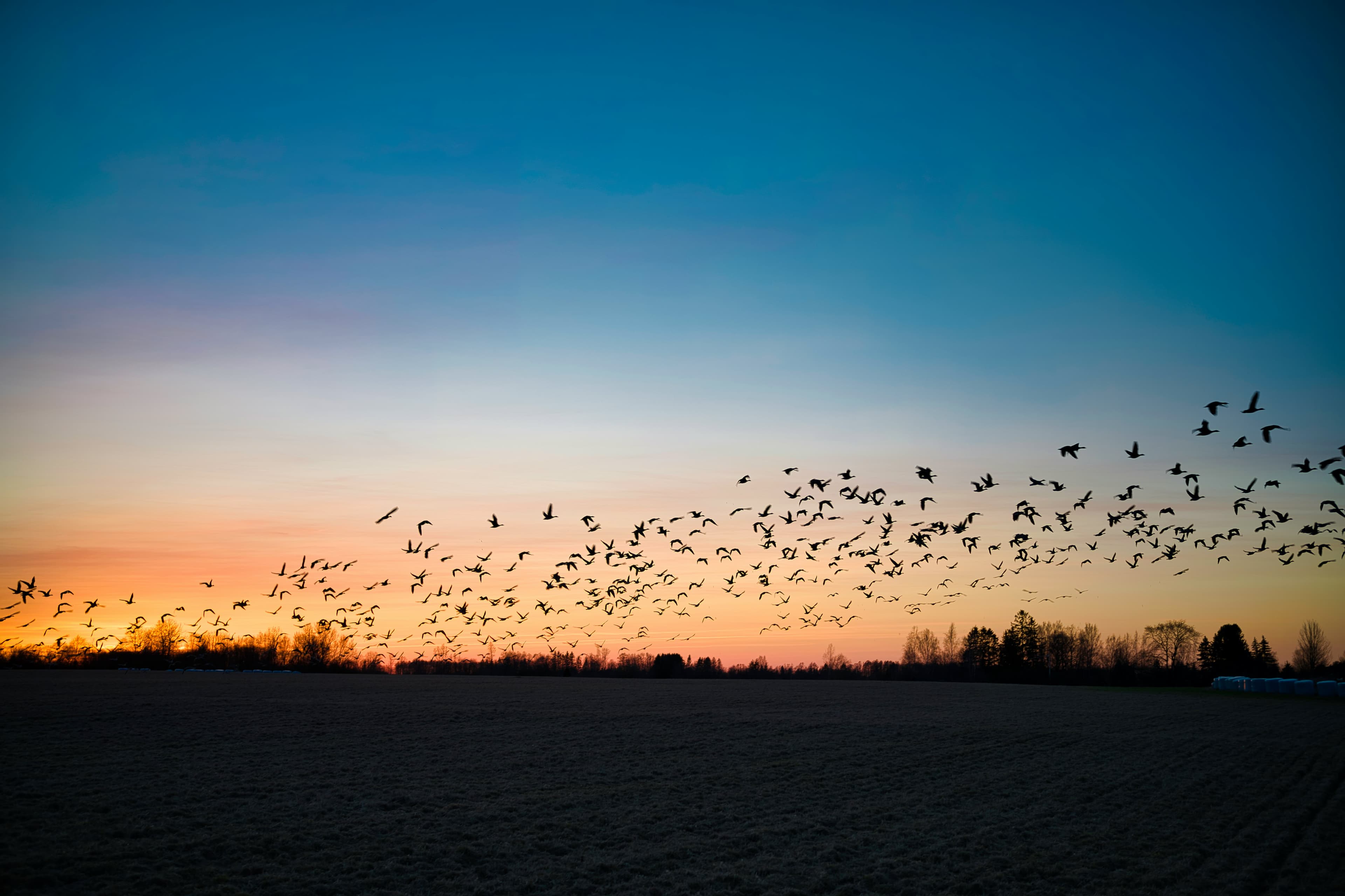 What Spring Bird Migration Sounds Like in Your Yard
