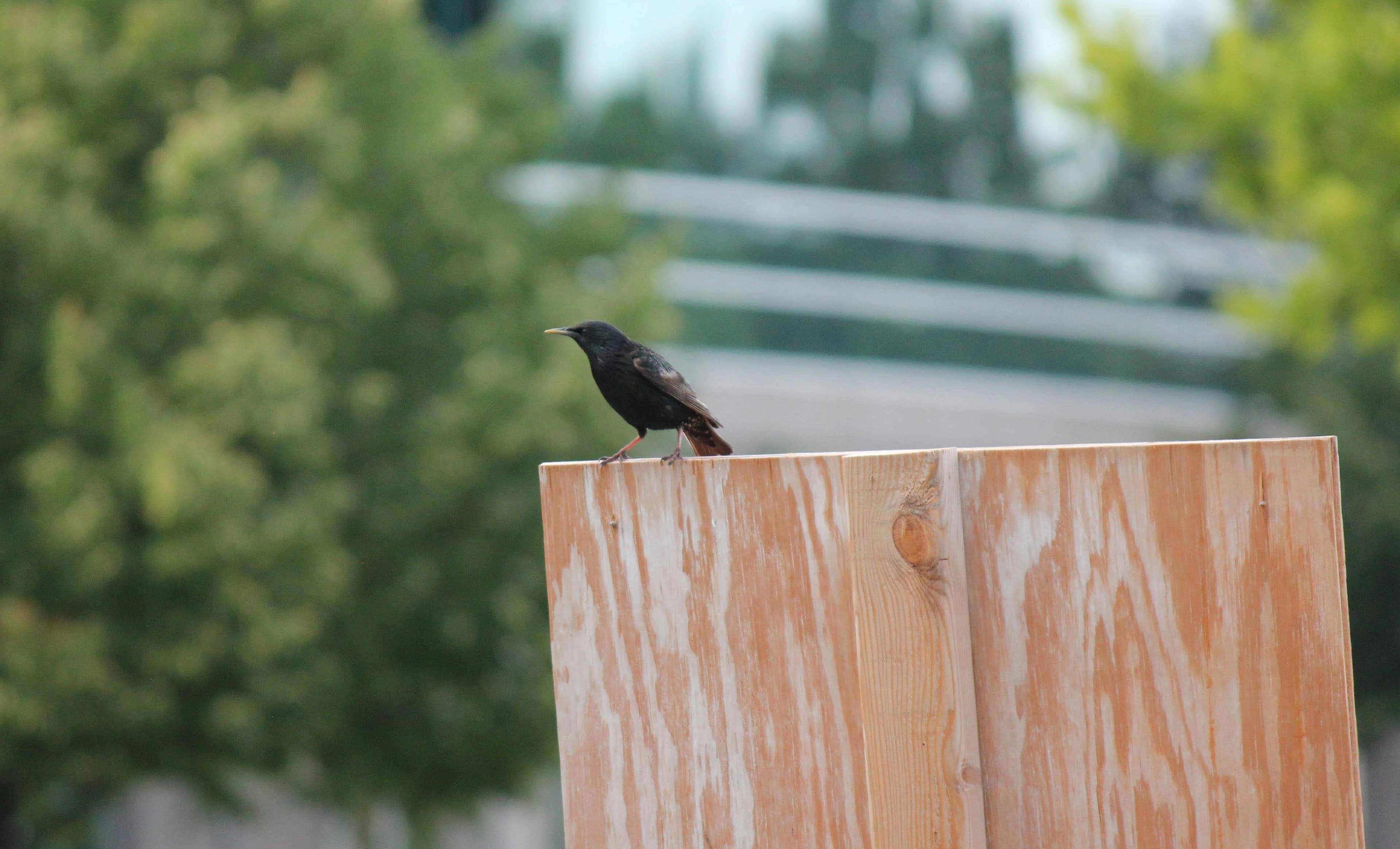 What Bird Sounds Like a Squeaky Door?