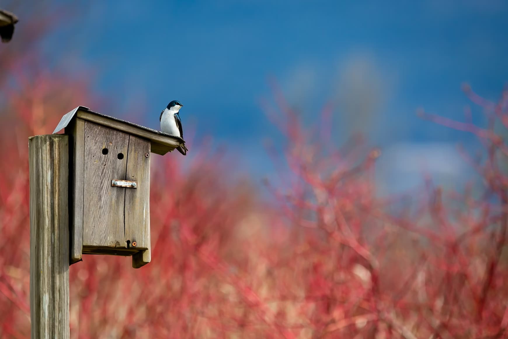 Why a Birdhouse Is More Than a House (And Why Birds Need Them More Than Ever)