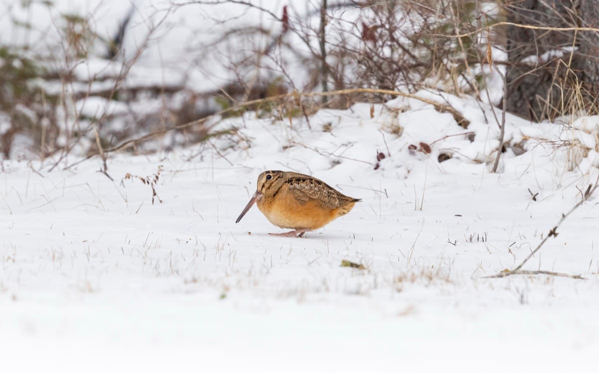 Why Do Woodcocks Dance? The Viral Bird's Weirdest Secret, Explained