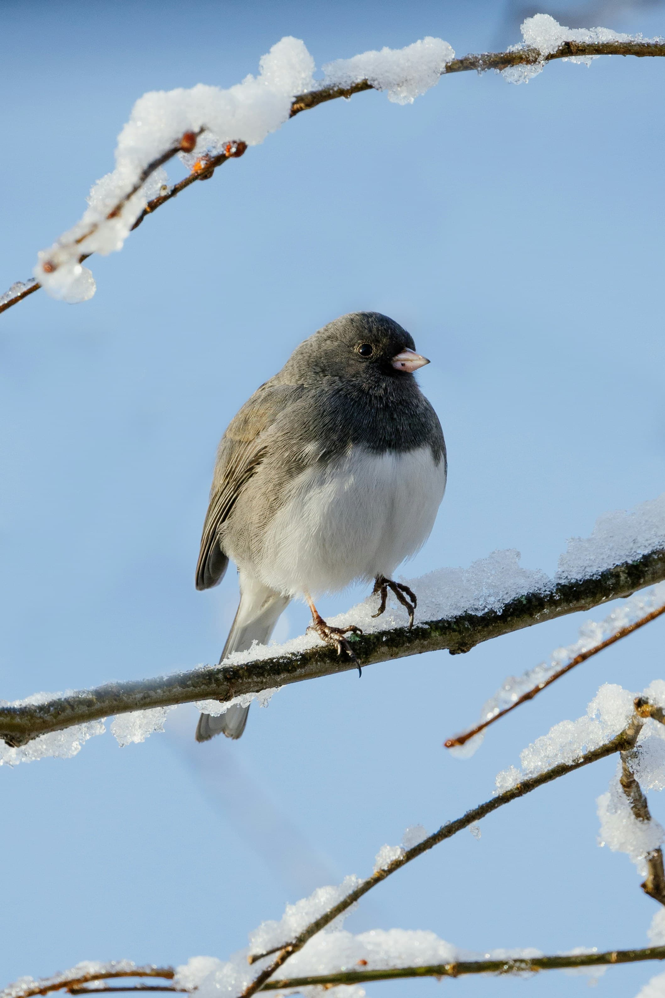 Winter Bird Sounds: 5 Calls to Learn