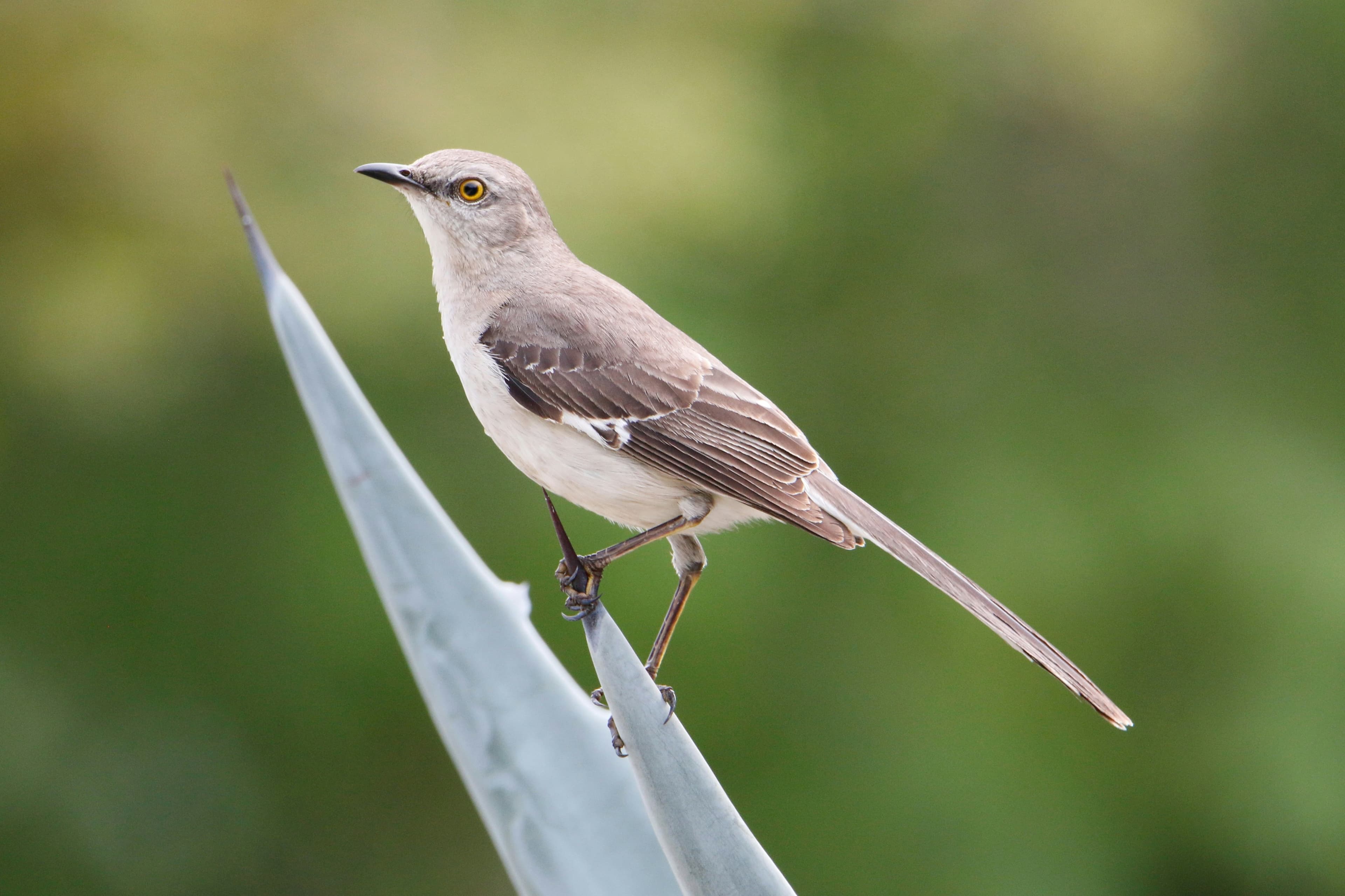Northern Mockingbird perched on a fence post