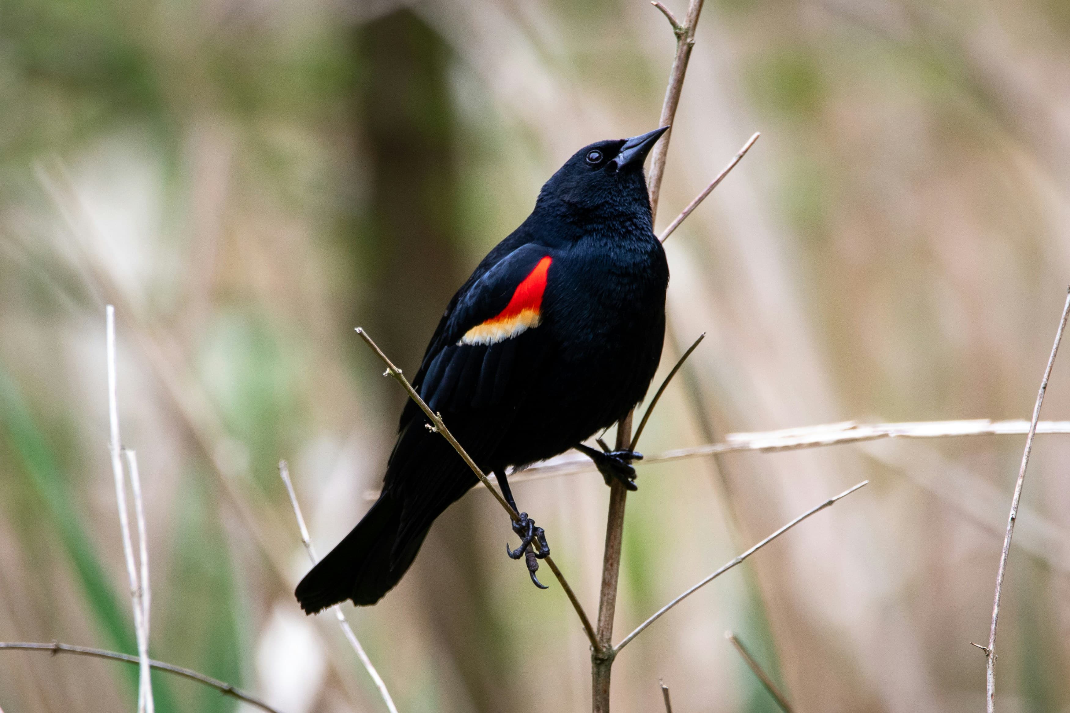 Male Red-winged Blackbird perched on cattails