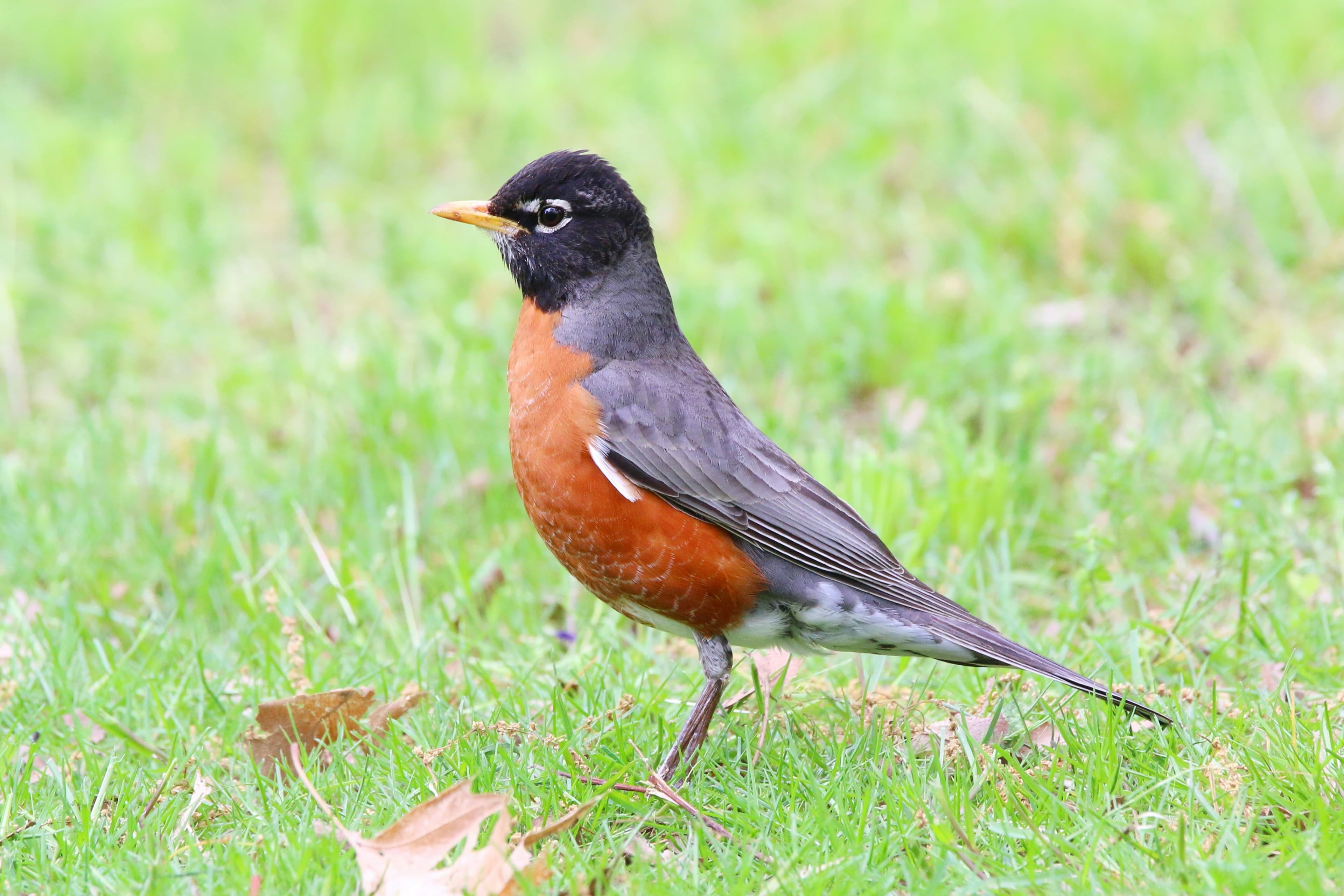 American Robin on a lawn