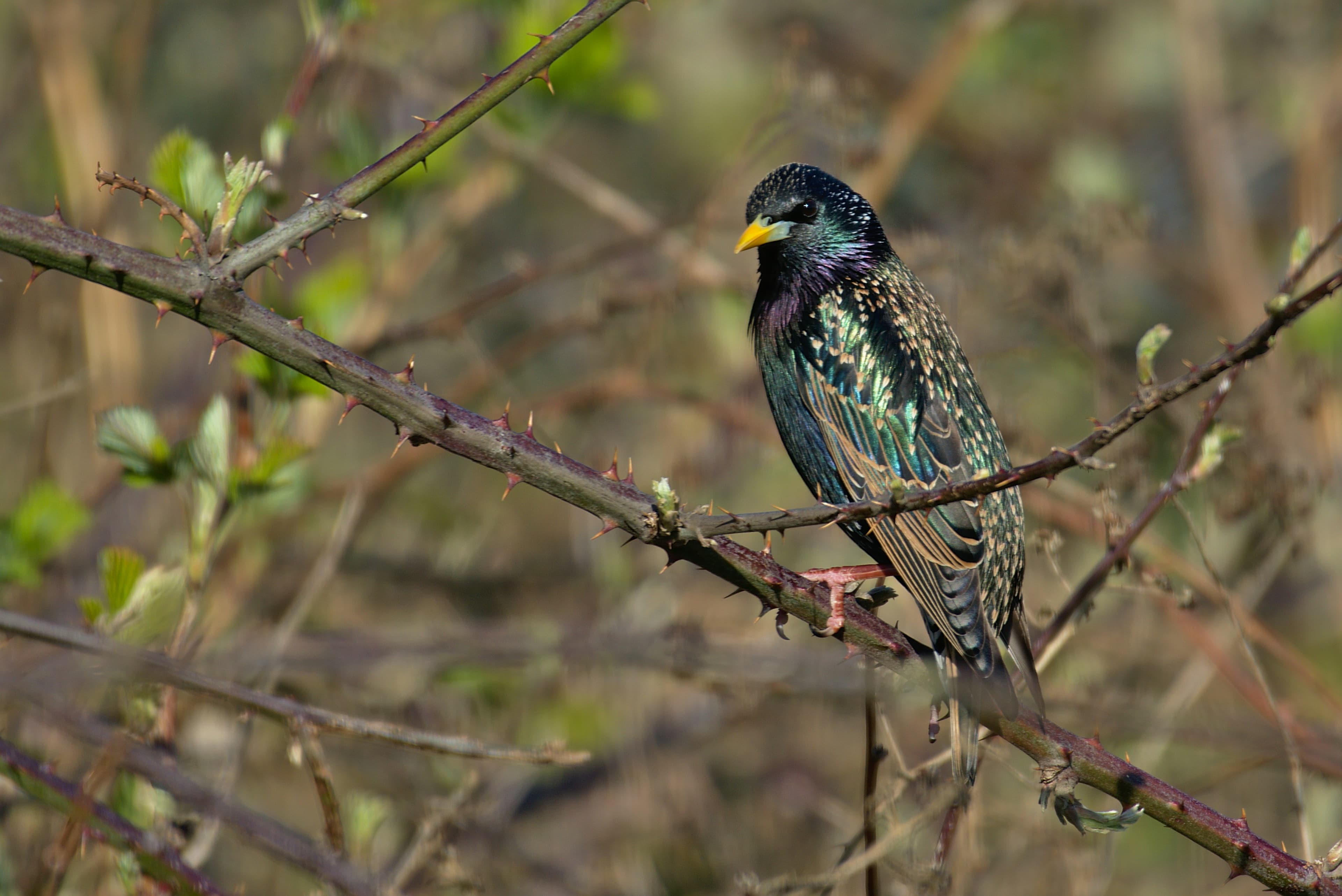 European Starling showing iridescent plumage
