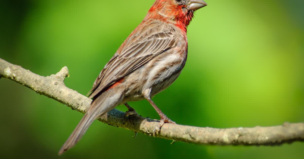 Bird Watching Games for Kids: 9 Ways to Make It Fun