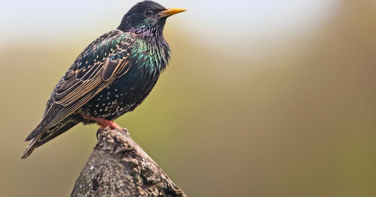 Screen-Free Camp Activities: A Bird Game for Groups